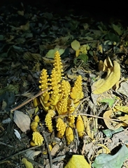 Balanophora latisepala