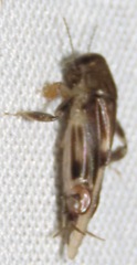 Tridactylidae
