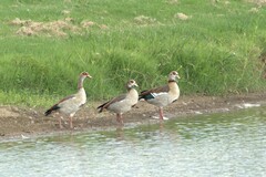 Alopochen aegyptiaca