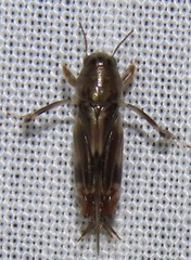 Tridactylidae