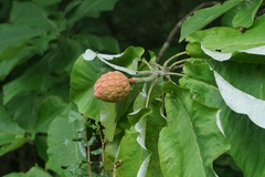 Magnolia macrophylla