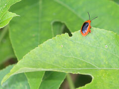 Disonycha discoidea