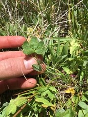 Sidalcea