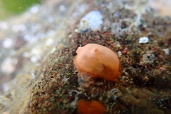 Cnemidocarpa finmarkiensis