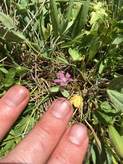 Sidalcea