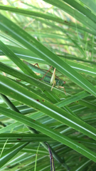 Orchelimum pulchellum