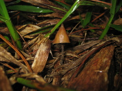 Psilocybe