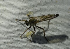 Neomochtherus willistoni