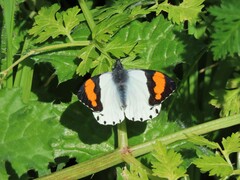 Eroessa chiliensis