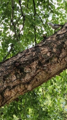 Sitta carolinensis