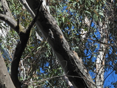 Sitta carolinensis