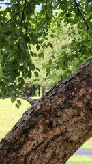 Sitta carolinensis