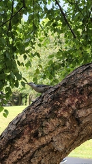 Sitta carolinensis