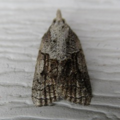 Platynota idaeusalis