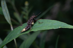 Ontholestes cingulatus