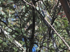 Sitta carolinensis