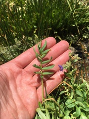 Polemonium occidentale