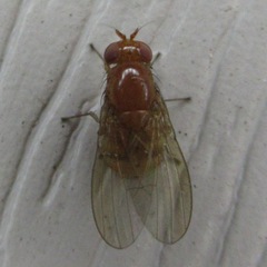 Lauxaniidae