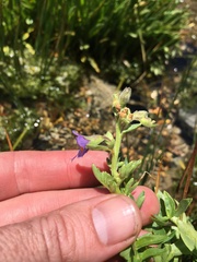 Polemonium occidentale
