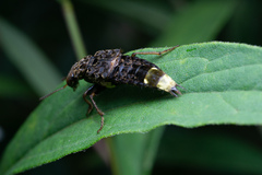 Ontholestes cingulatus