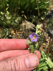 Polemonium occidentale