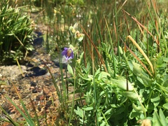 Polemonium occidentale