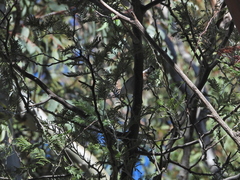 Sitta carolinensis