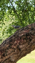 Sitta carolinensis