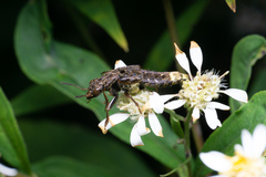 Ontholestes cingulatus