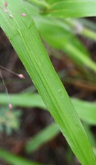 Panicum capillare