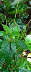 Peperomia
