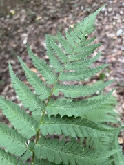 Dryopteris marginalis