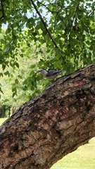 Sitta carolinensis