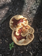 Ganoderma sessile