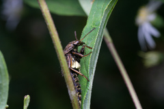 Ontholestes cingulatus