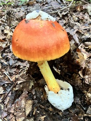 Amanita jacksonii
