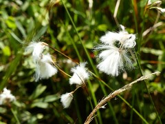 Eriophorum