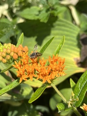 Anthidium oblongatum