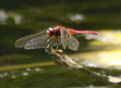 Crocothemis servilia