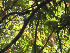Sitta carolinensis