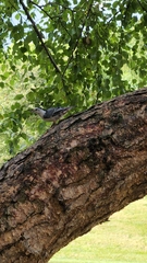 Sitta carolinensis