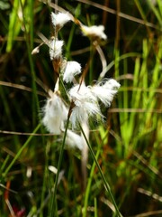 Eriophorum