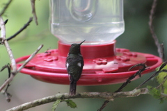 Philodice mitchellii