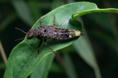 Ontholestes cingulatus