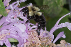 Bombus impatiens