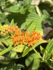 Anthidium oblongatum