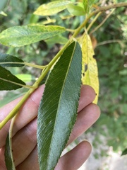 Salix amygdaloides
