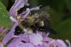 Bombus impatiens