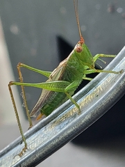 Conocephalus brevipennis