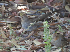 Melozone crissalis